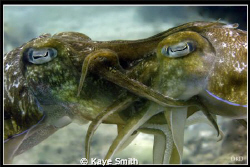 Kiss of the Cuttle Fish, Racha Yai Homerun Reef. Taken wi... by Kaye Smith 